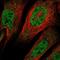 Aquaporin 11 antibody, NBP1-86208, Novus Biologicals, Immunofluorescence image 