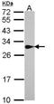 Sepiapterin Reductase antibody, NBP1-33546, Novus Biologicals, Western Blot image 