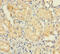 Ubiquitin D antibody, A50572-100, Epigentek, Immunohistochemistry paraffin image 