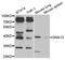 G Protein Subunit Alpha 13 antibody, PA5-76815, Invitrogen Antibodies, Western Blot image 