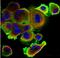 Stem cell factor antibody, PM1212P, Origene, Immunofluorescence image 