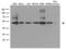 DExD-Box Helicase 39B antibody, LS-C796573, Lifespan Biosciences, Western Blot image 