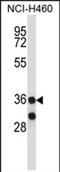  antibody, PA5-71848, Invitrogen Antibodies, Western Blot image 