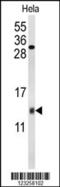 Cytochrome C Oxidase Subunit 5A antibody, MBS9206336, MyBioSource, Western Blot image 