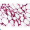 ETS Proto-Oncogene 1, Transcription Factor antibody, LS-C812593, Lifespan Biosciences, Immunofluorescence image 