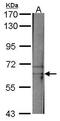 TATA-Box Binding Protein Associated Factor 15 antibody, PA5-27845, Invitrogen Antibodies, Western Blot image 