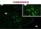 Toll Like Receptor 8 antibody, DDX0481P-100, Novus Biologicals, Immunofluorescence image 