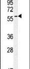 POC5 Centriolar Protein antibody, PA5-24308, Invitrogen Antibodies, Western Blot image 