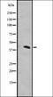 Interferon Related Developmental Regulator 2 antibody, orb337771, Biorbyt, Western Blot image 