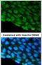 DEAD-Box Helicase 3 X-Linked antibody, PA5-29170, Invitrogen Antibodies, Immunofluorescence image 