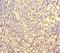 FOS Like 2, AP-1 Transcription Factor Subunit antibody, MBS1489233, MyBioSource, Immunohistochemistry paraffin image 