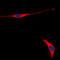 Ret Proto-Oncogene antibody, LS-C358278, Lifespan Biosciences, Immunofluorescence image 