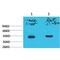 Hydroxyacid Oxidase 1 antibody, LS-C387779, Lifespan Biosciences, Western Blot image 