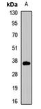 Tetraspanin 7 antibody, orb412448, Biorbyt, Western Blot image 