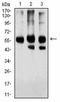 Proopiomelanocortin antibody, orb316837, Biorbyt, Western Blot image 