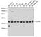 COP9 Signalosome Subunit 5 antibody, 18-031, ProSci, Western Blot image 