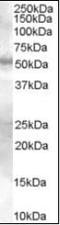 SMAD Family Member 9 antibody, orb88338, Biorbyt, Western Blot image 