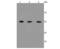 Protein Disulfide Isomerase Family A Member 3 antibody, NBP2-66824, Novus Biologicals, Western Blot image 