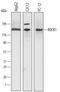 Rho Associated Coiled-Coil Containing Protein Kinase 1 antibody, MAB4590, R&D Systems, Western Blot image 