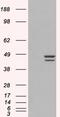 Interferon Regulatory Factor 2 antibody, 45-780, ProSci, Western Blot image 