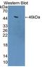 Heat Shock Protein Family A (Hsp70) Member 6 antibody, LS-C374713, Lifespan Biosciences, Western Blot image 