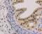 H2A Histone Family Member Y antibody, NBP2-75523, Novus Biologicals, Immunohistochemistry paraffin image 