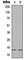 Synuclein Alpha antibody, abx121751, Abbexa, Western Blot image 