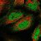 Calcium Voltage-Gated Channel Auxiliary Subunit Gamma 8 antibody, NBP1-86228, Novus Biologicals, Immunofluorescence image 