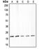 Claudin 4 antibody, orb213769, Biorbyt, Western Blot image 