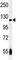 NLR Family Pyrin Domain Containing 12 antibody, F53541-0.1ML, NSJ Bioreagents, Western Blot image 