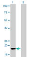 RNA Polymerase II Subunit H antibody, LS-C197946, Lifespan Biosciences, Western Blot image 