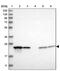 Proteasome Subunit Beta 2 antibody, PA5-55304, Invitrogen Antibodies, Western Blot image 