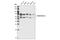 Transcription Factor 7 Like 2 antibody, 2953S, Cell Signaling Technology, Western Blot image 