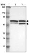 Cell Division Cycle Associated 7 antibody, NBP1-82224, Novus Biologicals, Western Blot image 
