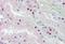 Homeobox D10 antibody, orb20012, Biorbyt, Immunohistochemistry paraffin image 