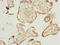 Transmembrane Protein 143 antibody, A63588-100, Epigentek, Immunohistochemistry paraffin image 