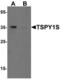 Testis Specific Protein Y-Linked 1 antibody, LS-B8890, Lifespan Biosciences, Western Blot image 