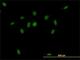 Chromosome Segregation 1 Like antibody, H00001434-M03, Novus Biologicals, Immunofluorescence image 