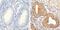 Actin Alpha 2, Smooth Muscle antibody, 701457, Invitrogen Antibodies, Immunohistochemistry frozen image 