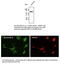 tdTomato protein antibody, AB8181-200, SICGEN, Western Blot image 