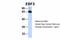 EBF Transcription Factor 2 antibody, A06820, Boster Biological Technology, Western Blot image 