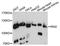 Ras And Rab Interactor 2 antibody, A08099, Boster Biological Technology, Western Blot image 