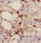 mtHSP70 antibody, FNab03661, FineTest, Immunohistochemistry frozen image 