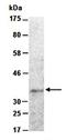 Chromobox 6 antibody, orb66750, Biorbyt, Western Blot image 