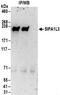 Signal Induced Proliferation Associated 1 Like 3 antibody, NBP2-30364, Novus Biologicals, Immunoprecipitation image 