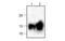 Colony Stimulating Factor 2 antibody, MBS837402, MyBioSource, Western Blot image 