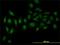 Serine And Arginine Rich Splicing Factor 3 antibody, H00006428-M08, Novus Biologicals, Immunofluorescence image 