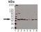 Pyruvate Dehydrogenase Kinase 1 antibody, LS-B3690, Lifespan Biosciences, Western Blot image 