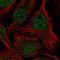 Histone chaperone ASF1B antibody, PA5-65834, Invitrogen Antibodies, Immunofluorescence image 