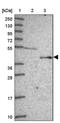 Ferrochelatase antibody, PA5-60611, Invitrogen Antibodies, Western Blot image 